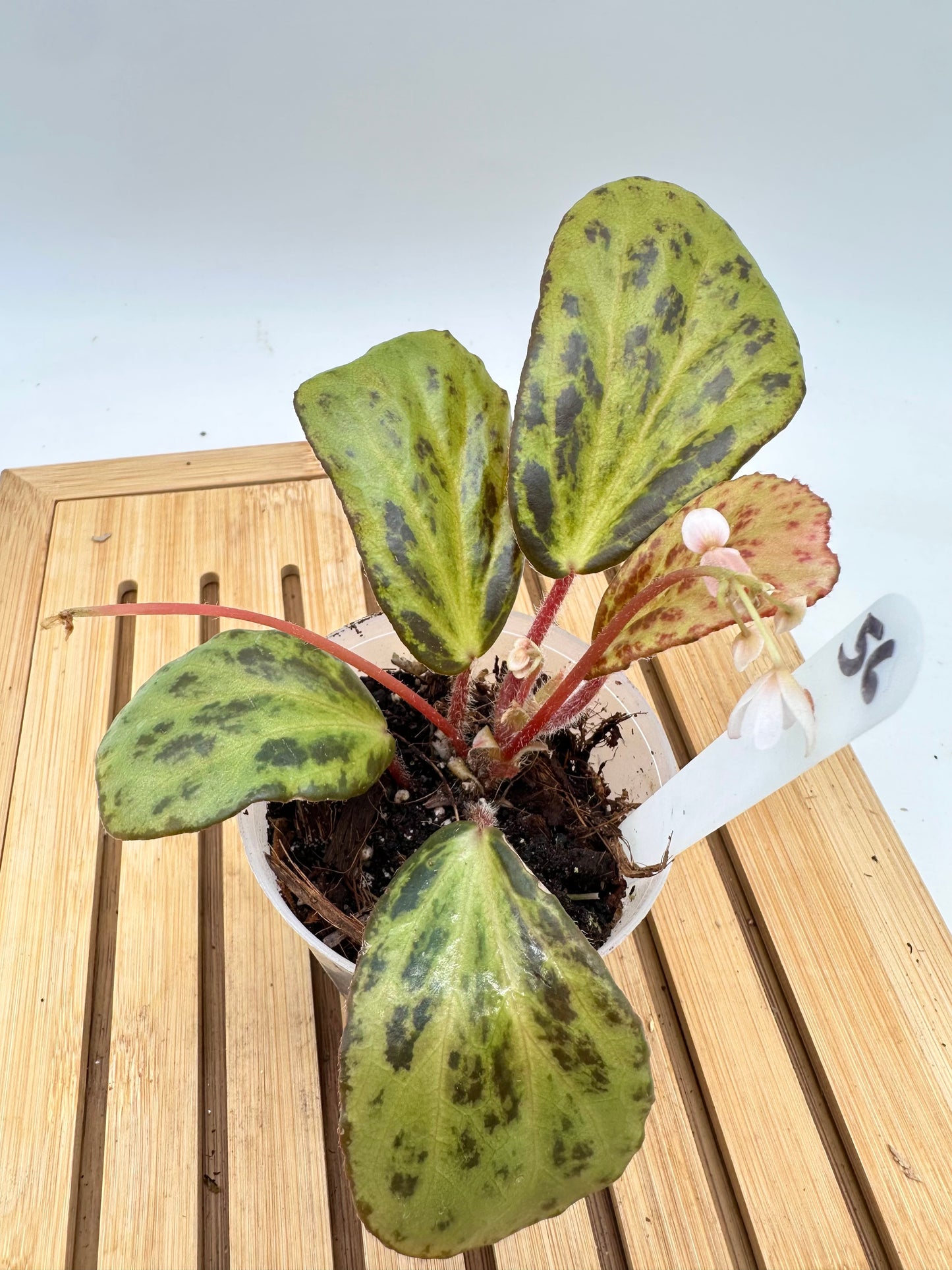 Begonia Blancii Mottled
