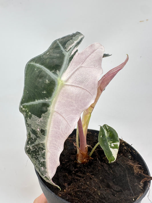 Alocasia Polly Pink Albo Variegated