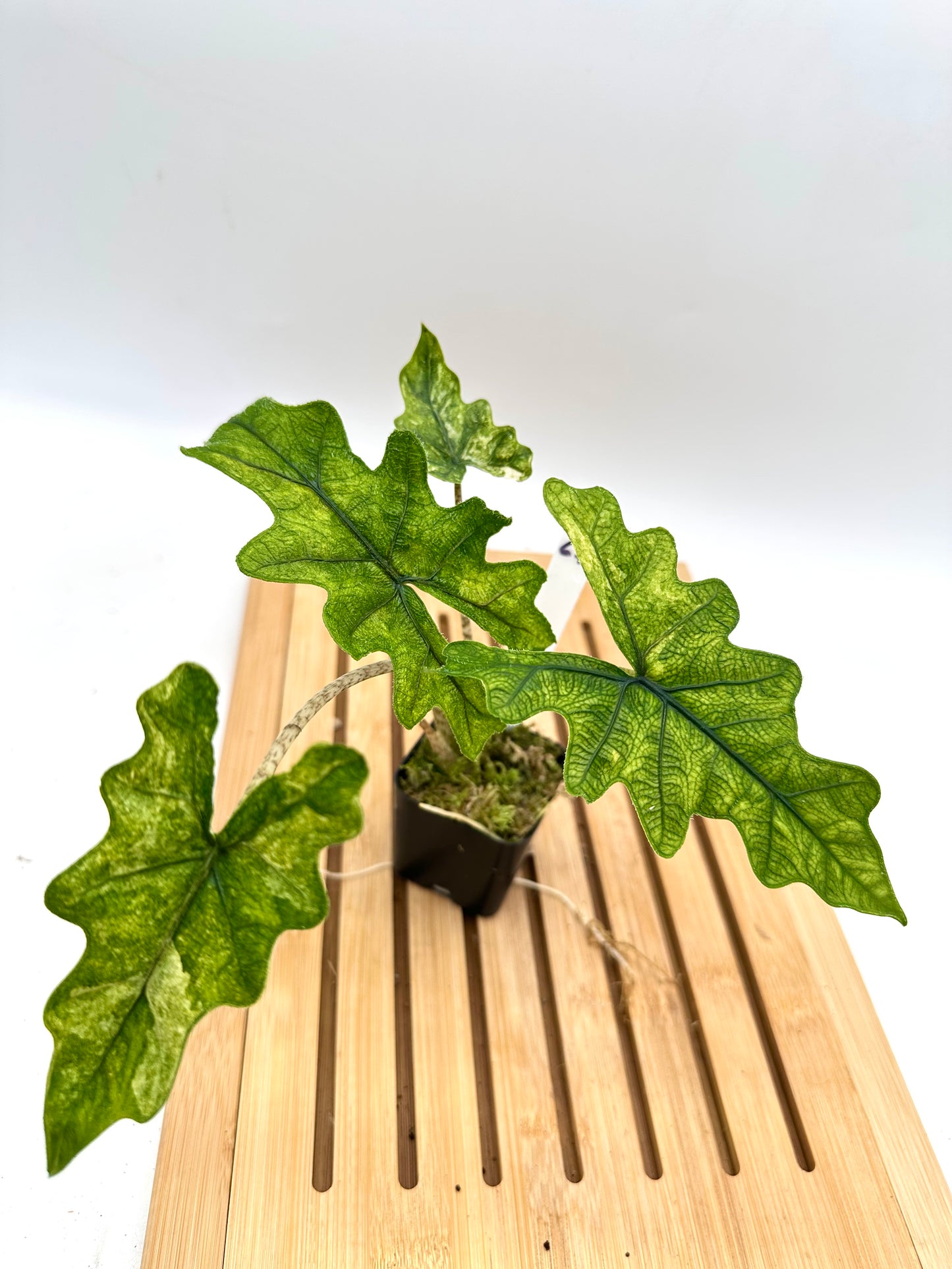 Alocasia Jacklyn Mystic Variegated
