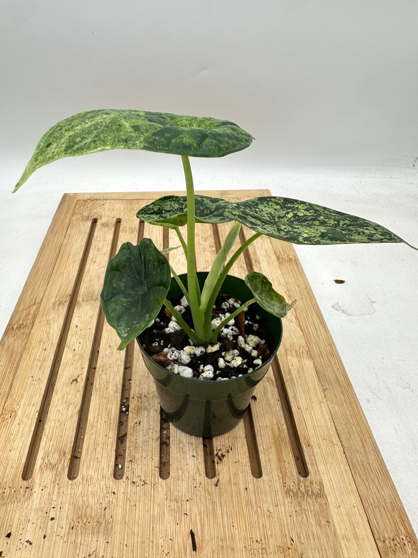 Alocasia Dragon Scale Mint