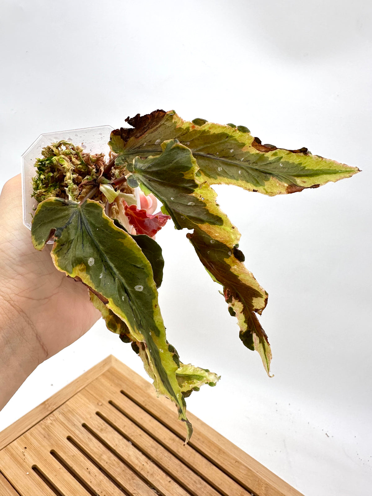 Begonia Sport Dainty Spray Variegated
