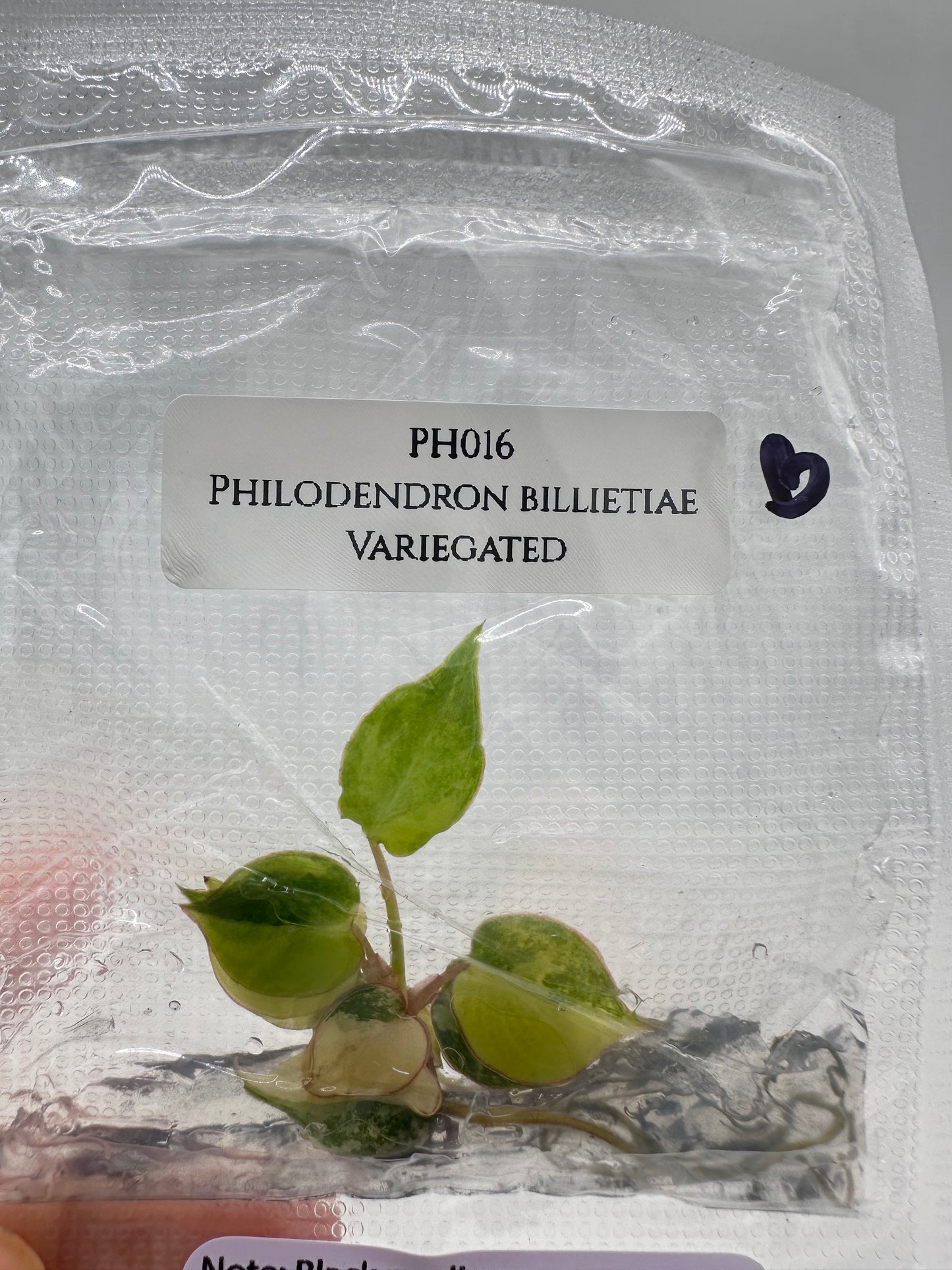 Tissue Culture - Philodendron Billietiae Variegated