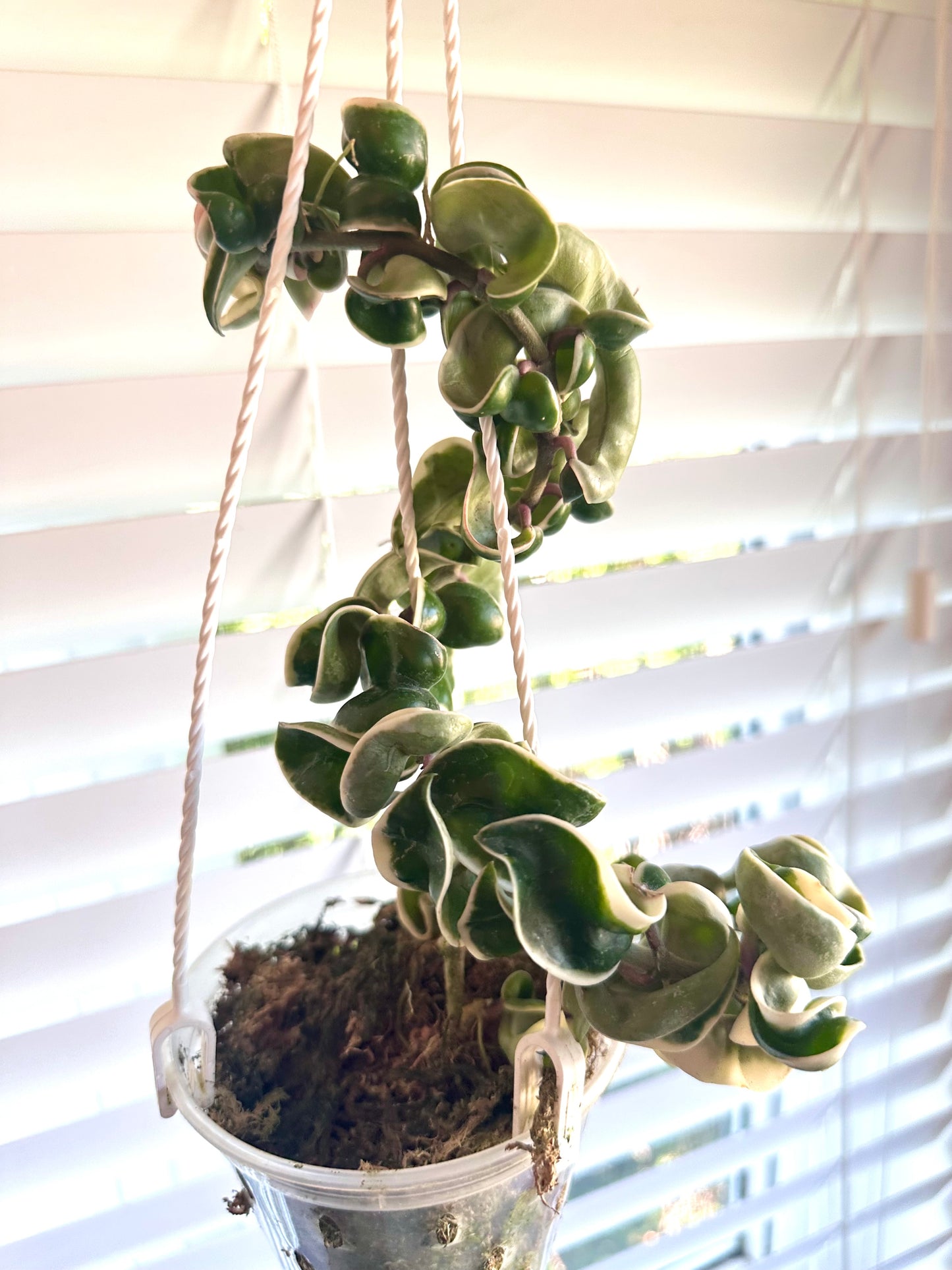 Hoya Compacta Albo Variegated - Multiple Active Growths - Clearance Sale