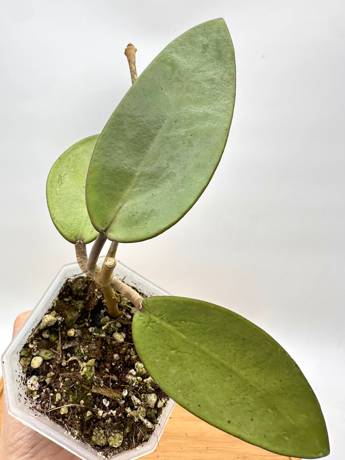 Hoya Silver Dollar