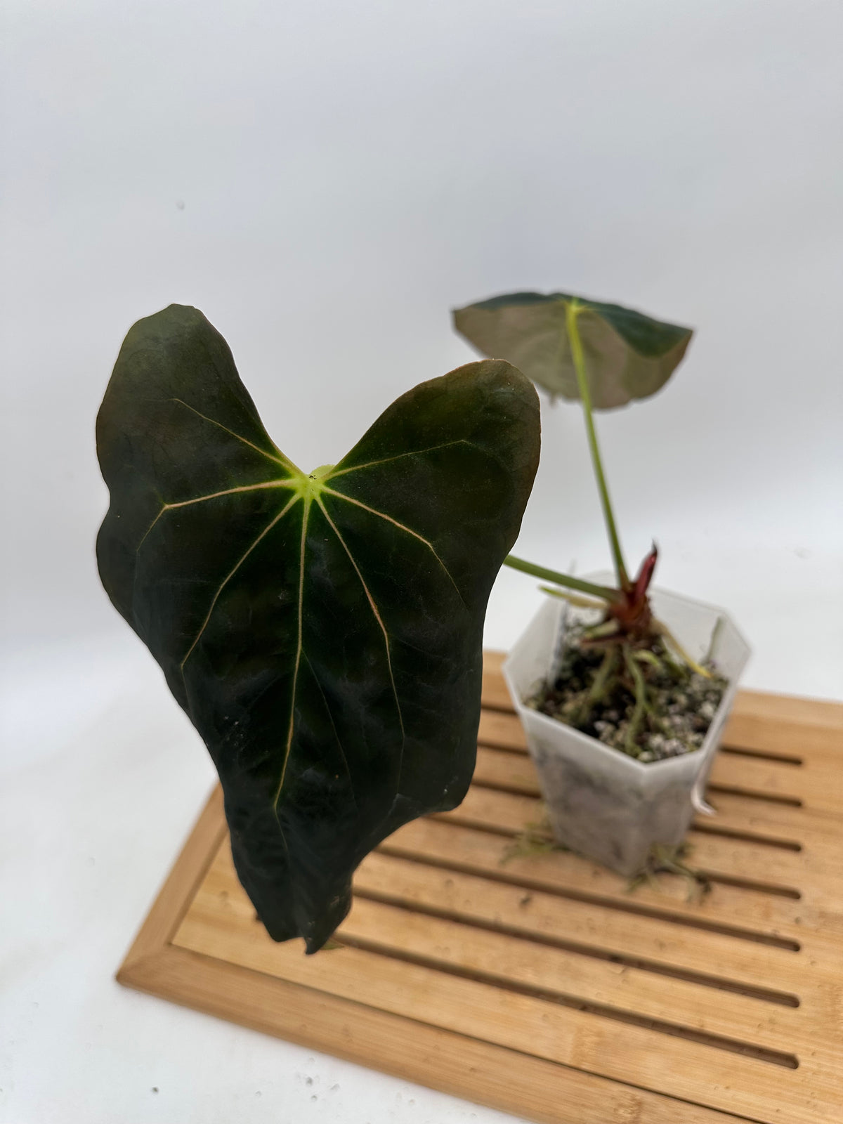 Anthurium Dark Phoenix x Fosterman