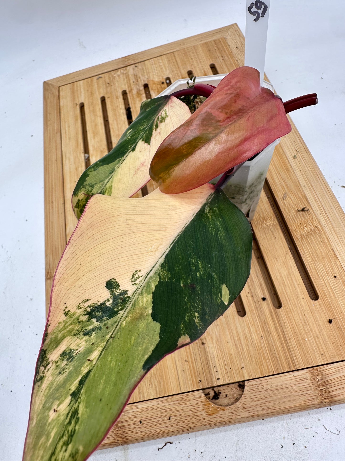 Philodendron Strawberry Shake