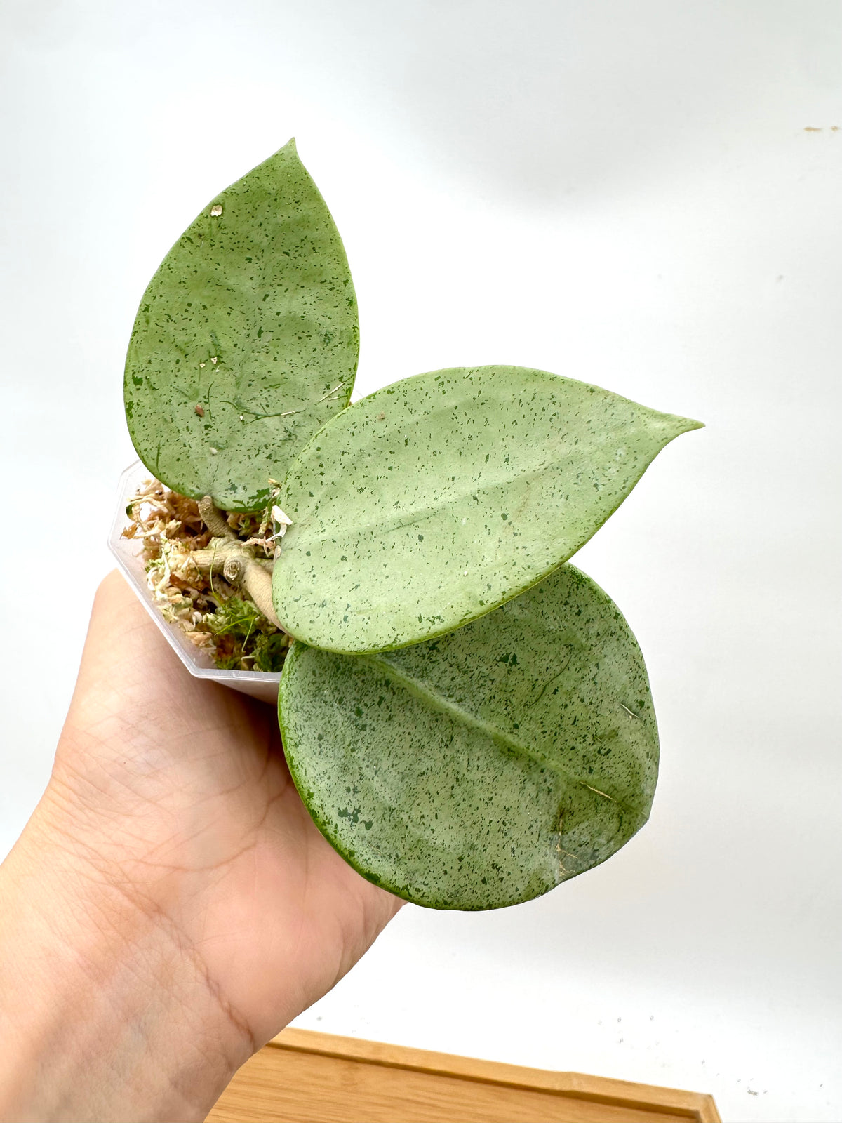 Hoya Verticillata ‘Silver Heart’