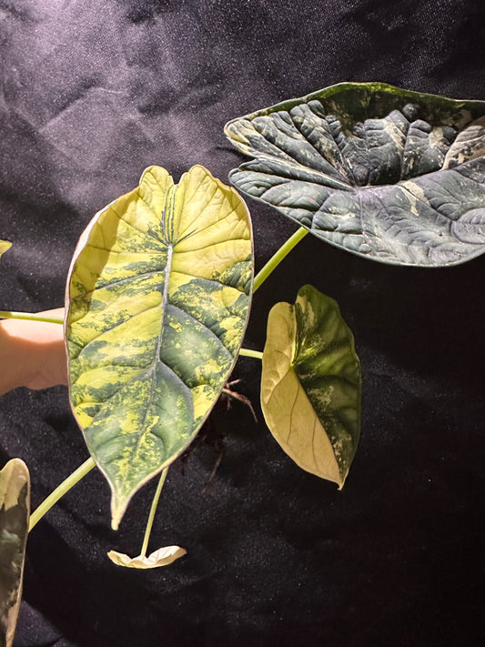 Alocasia Dragon Scale Variegated CORM