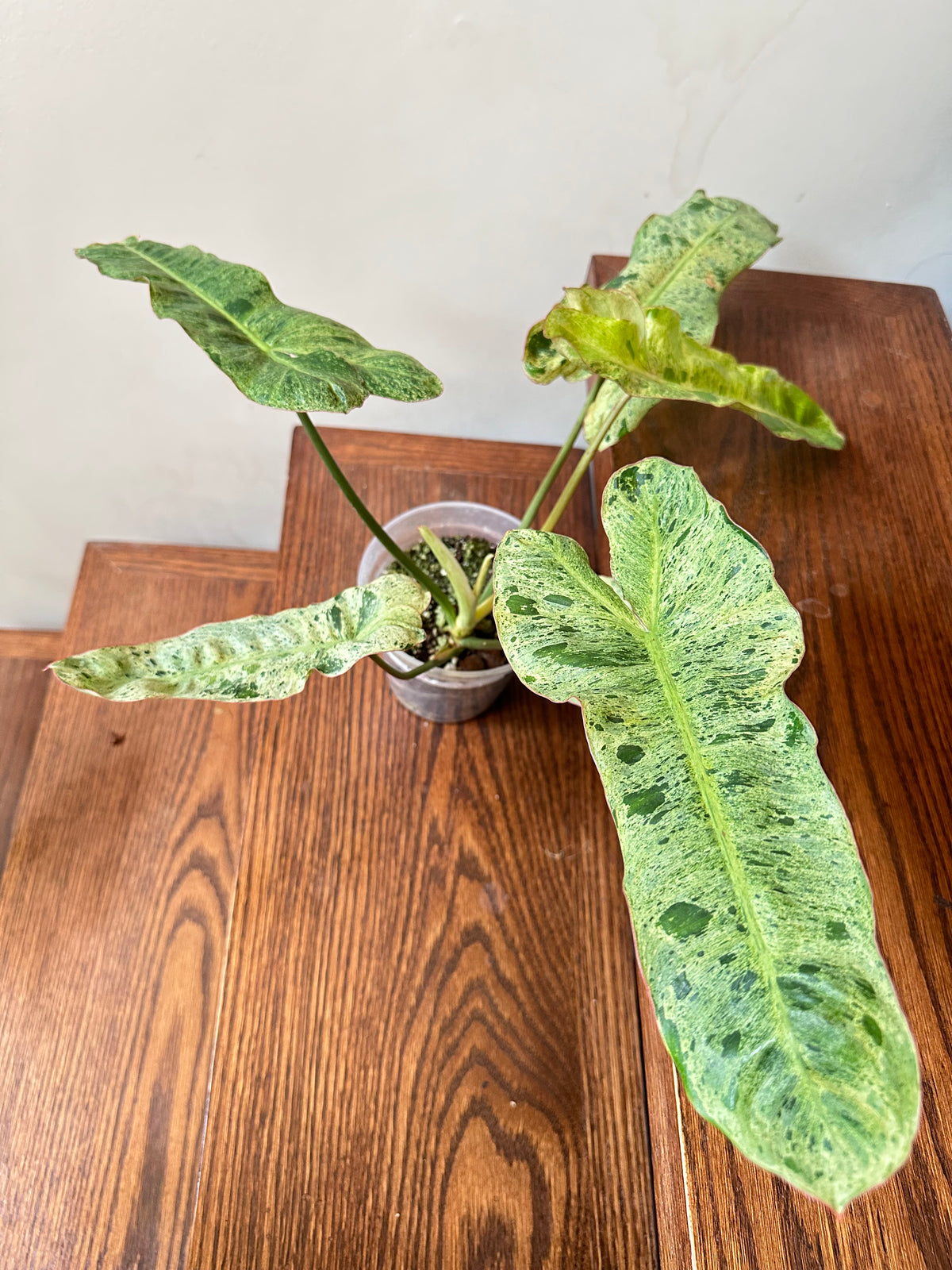 Philodendron Paraiso Verde (Reverted Aurea) - Size Large