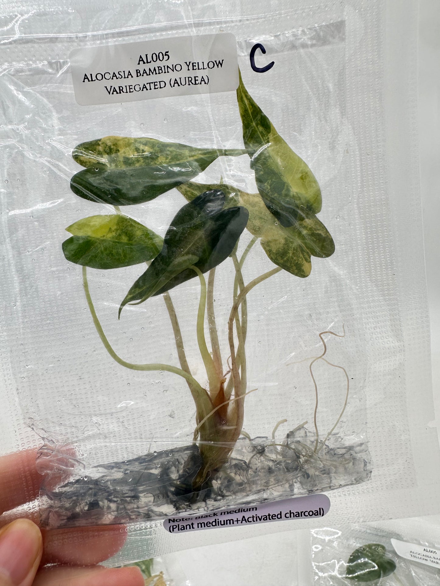 Tissue Culture - Alocasia Bambino Aurea Variegated