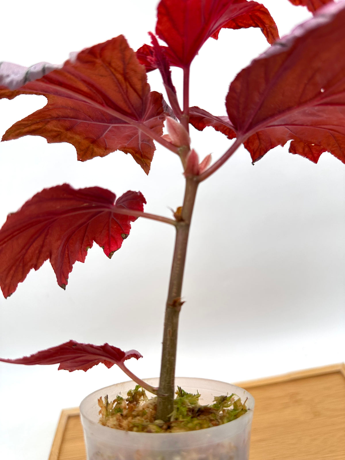 Begonia Lamoon