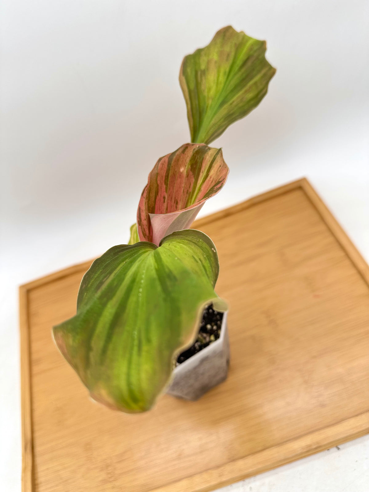 Kaempferia ‘Rose’ Variegated