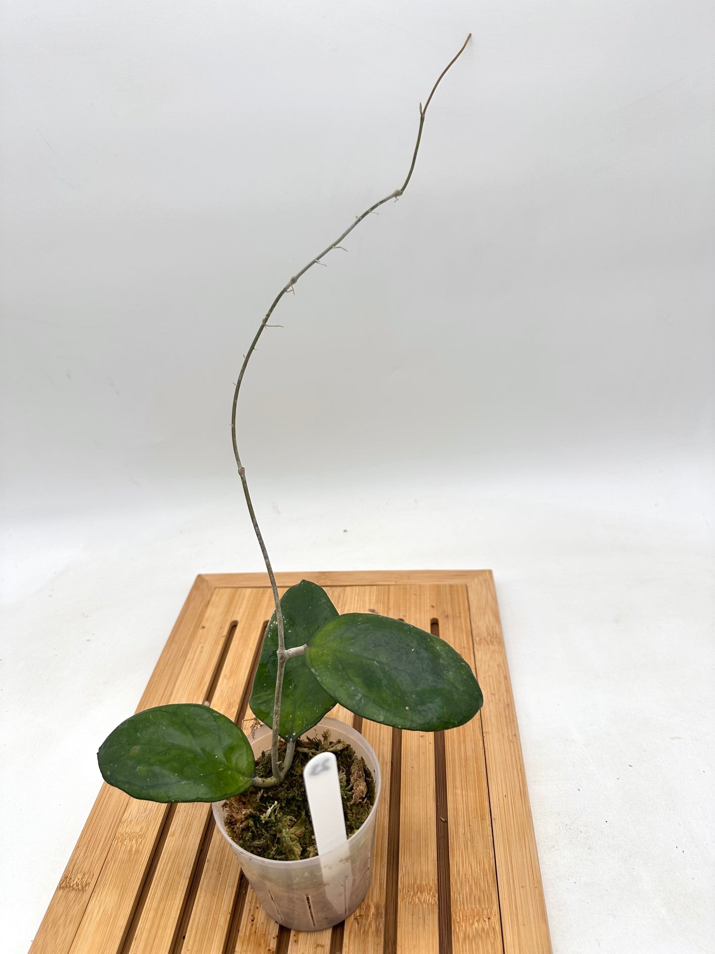 Hoya Ricardo - 023