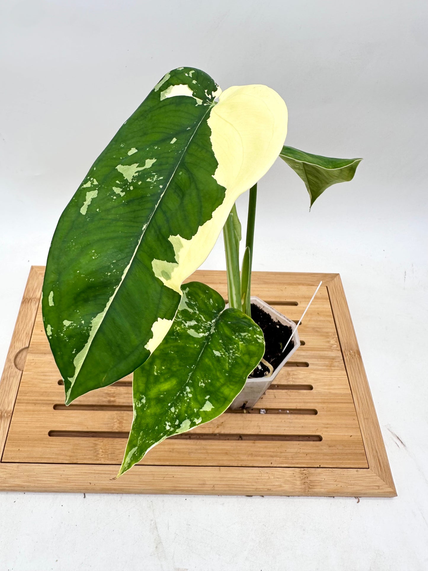 Syngonium Chiapense Albo Variegated