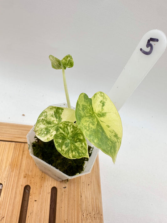 Alocasia Silver Dragon Aurea Variegated