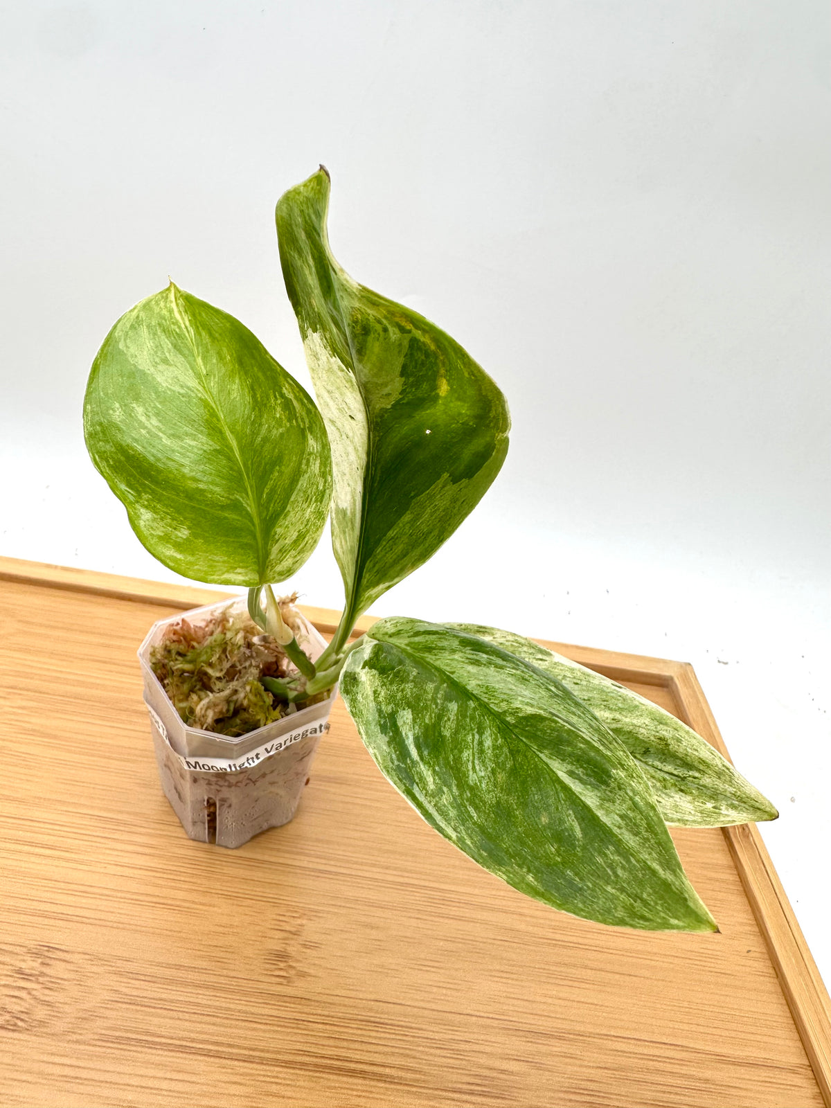 Scindapsus Treubii Variegated