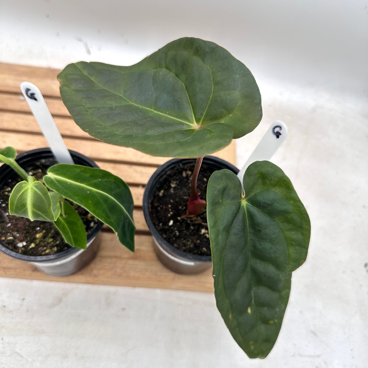 Combo Sale - Anthurium Warrocquenum Queen & Anthurium Luxurians x Crysrallinum Dark