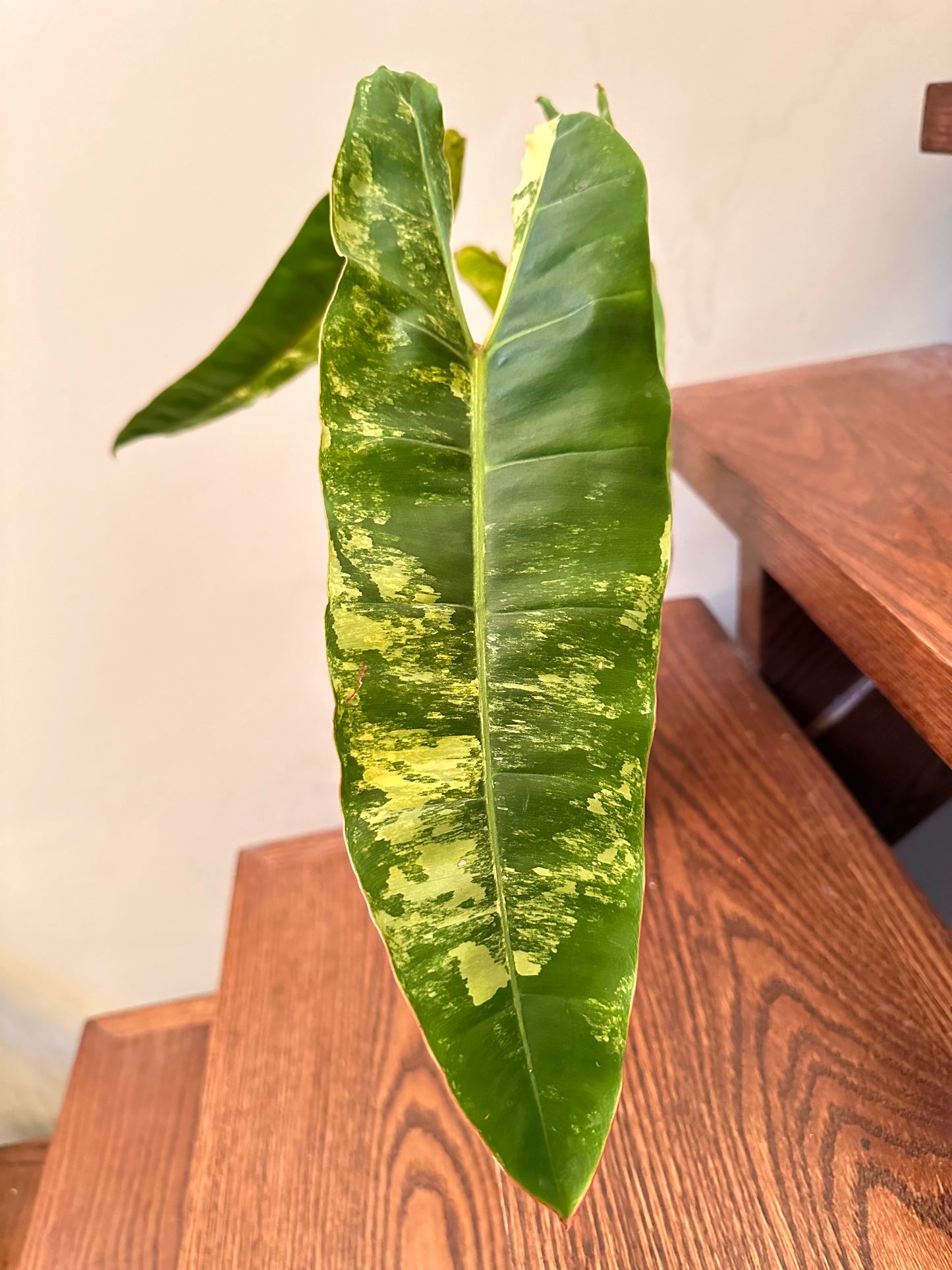 Thanksgiving Sales - Philodendron Billietiae Variegated Full Plant