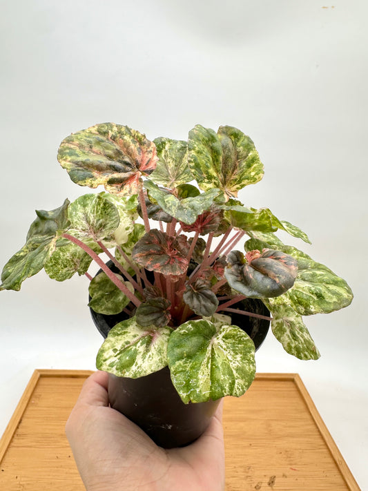 Peperomia ‘Pink Lady’