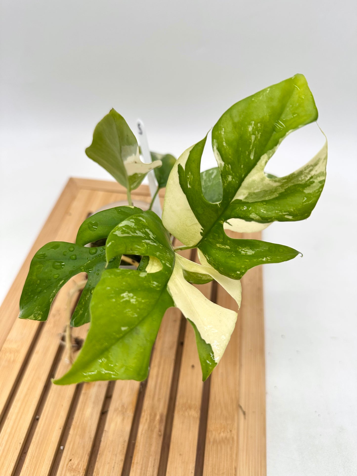 Rhaphidophora Tetrasperma Albo Variegated
