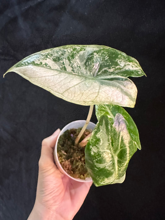 Alocasia Pink Dragon Albo Pink Variegated
