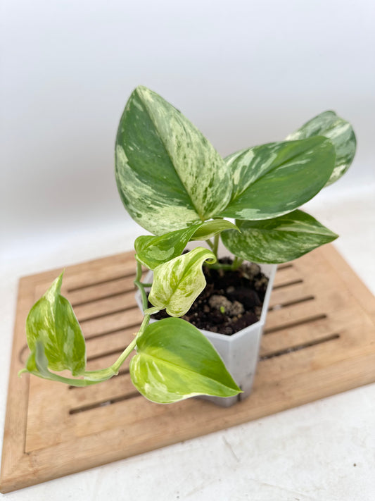 Scindapsus Treubii Albo Variegated - Thanksgiving Sale 💚