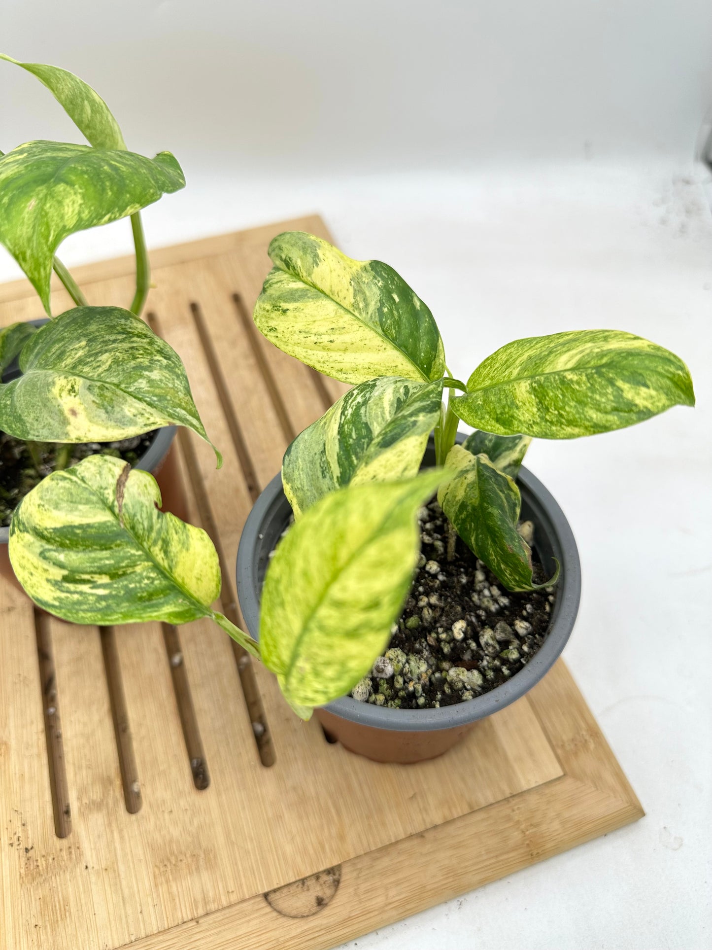 Rhaphidophora Puberula Variegated (2 plants propagated in each pot)