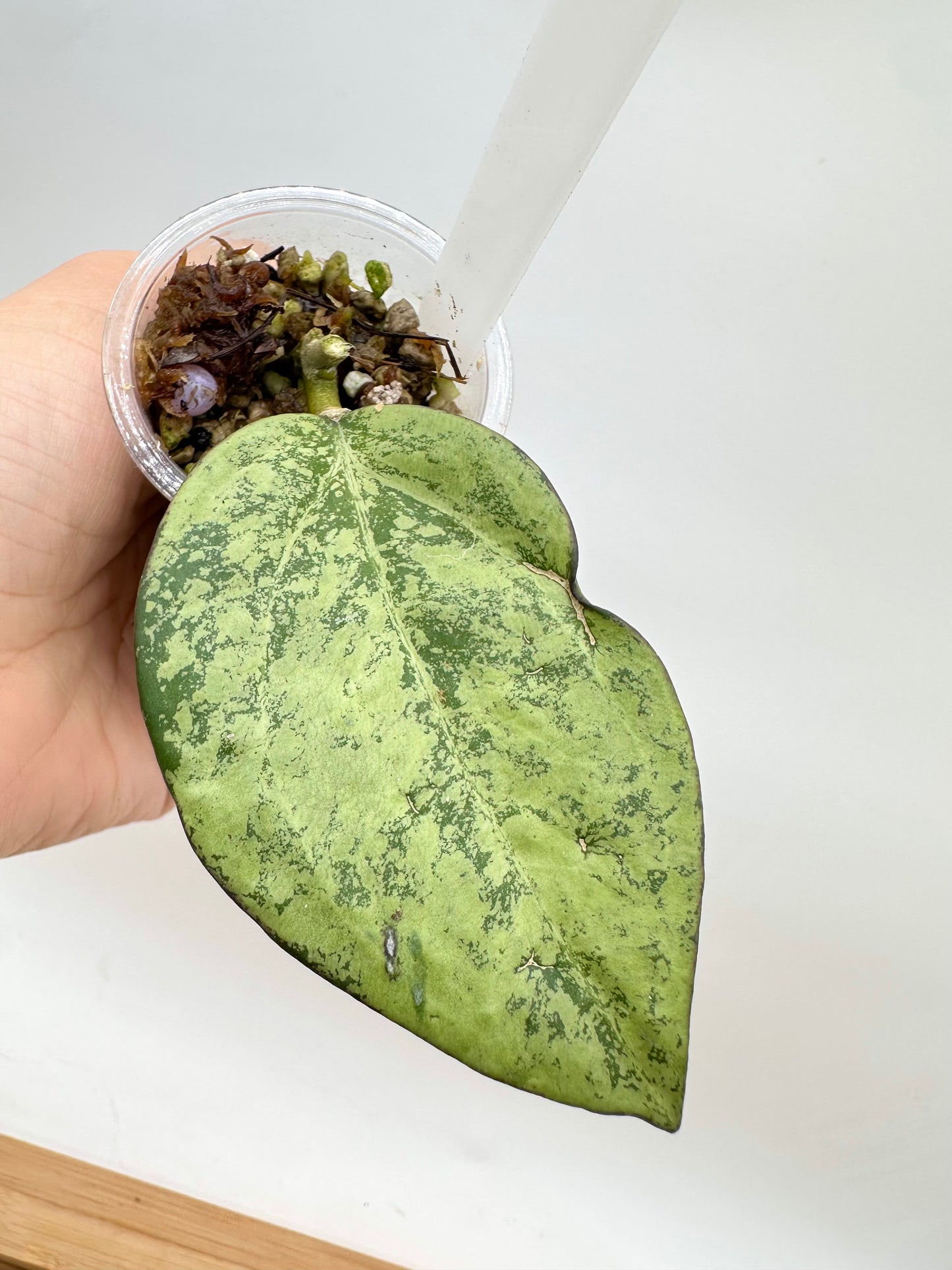 Hoya Icensis 023 Silver