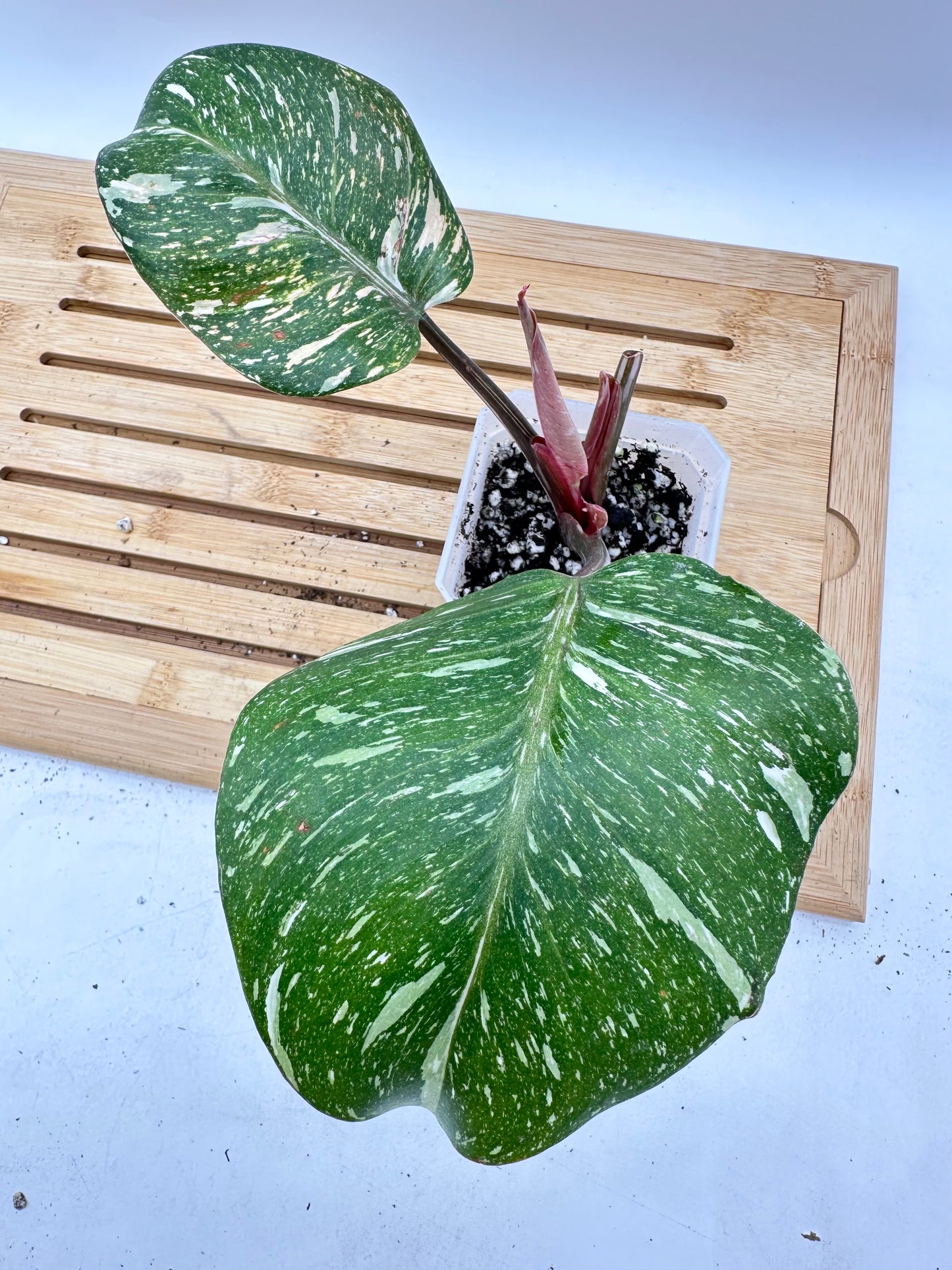 Philodendron White Knight Marble King