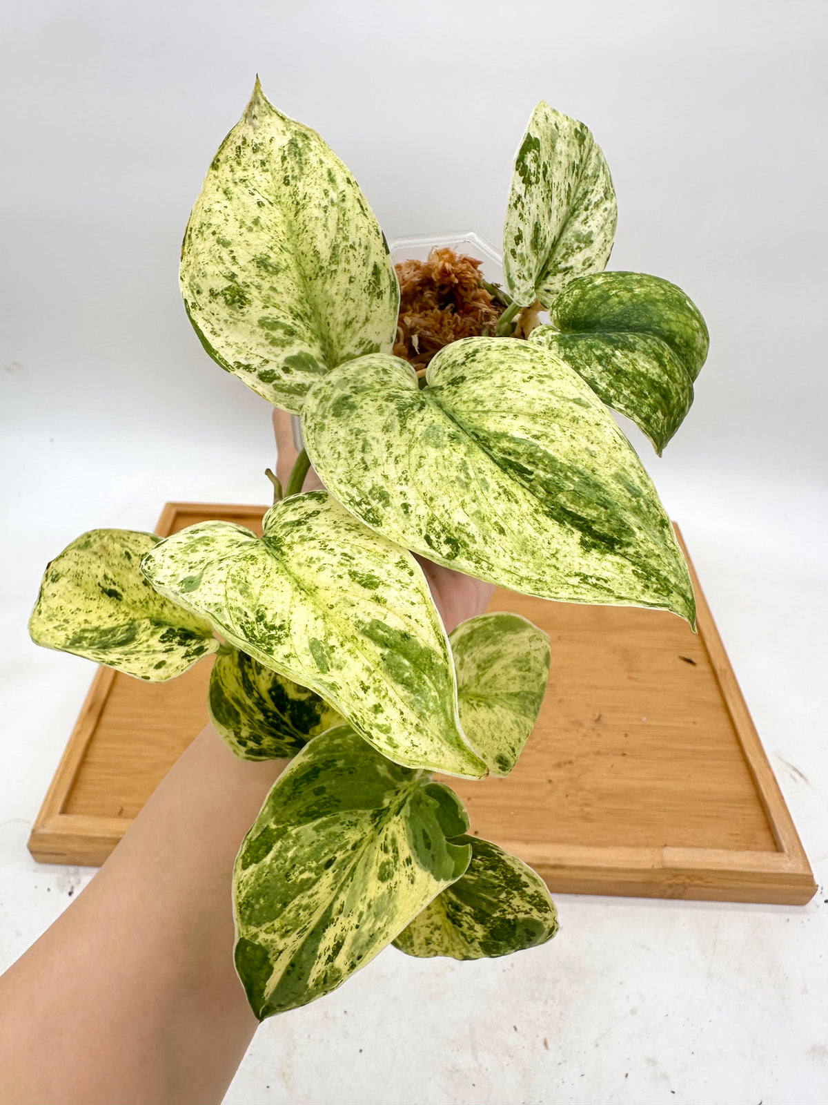 Scindapsus Peasun Variegated