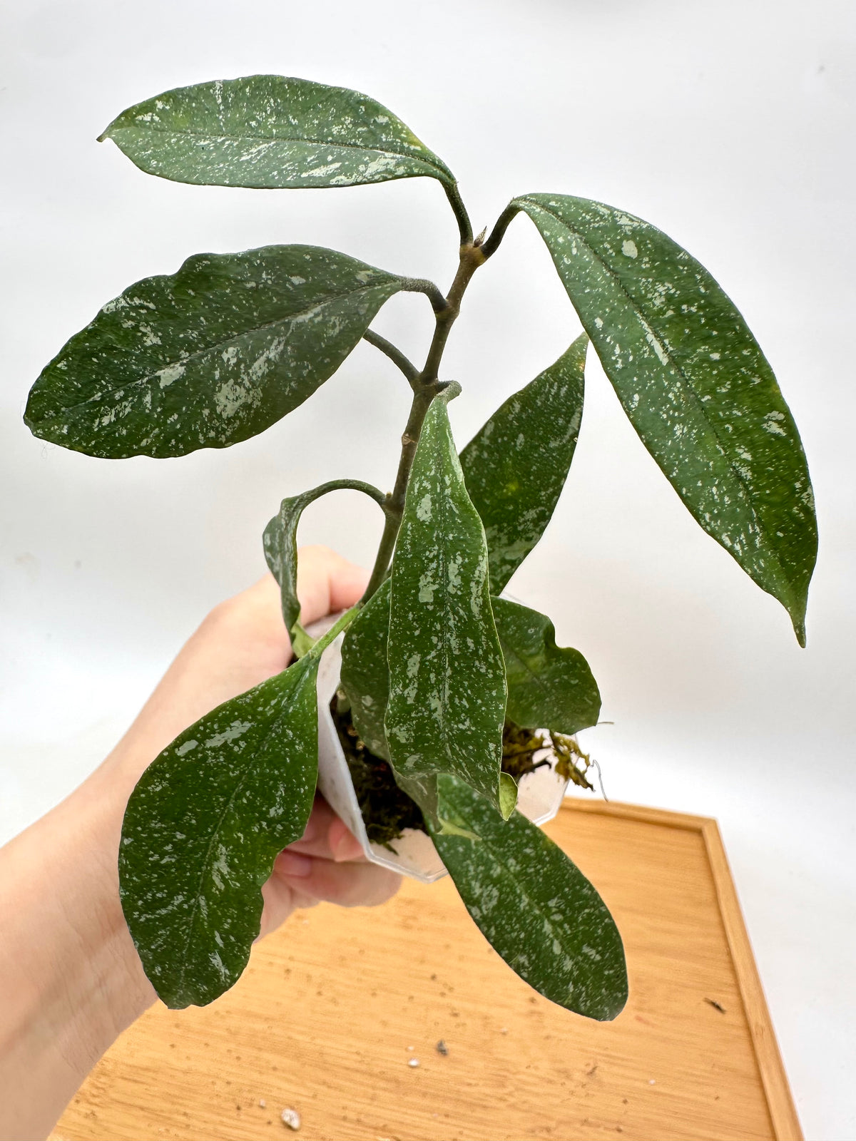 Hoya Multiflora Splash
