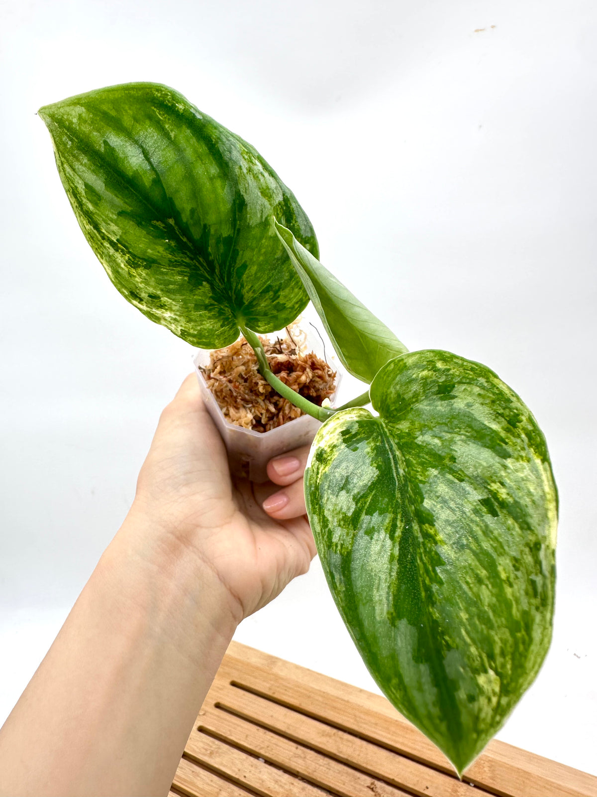 Scindapsus Hologram Variegated
