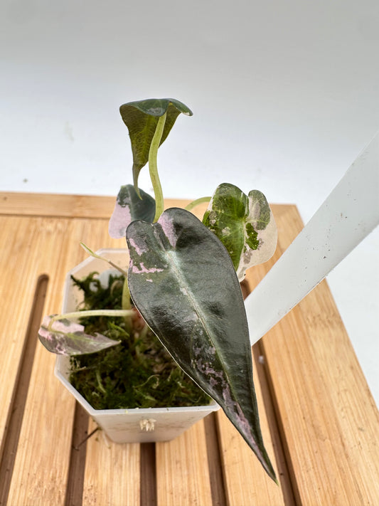 Alocasia Bambino Pink Variegated