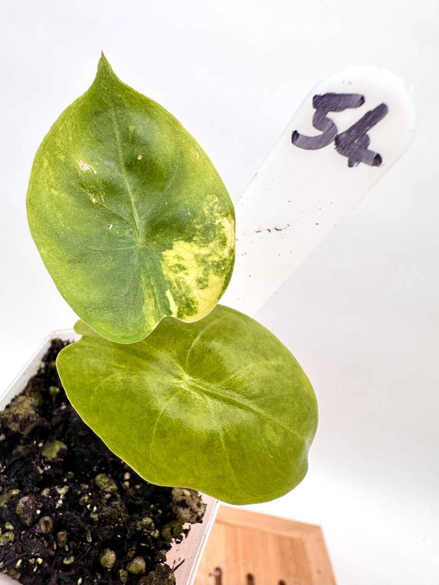 Alocasia Pink Dragon Aurea Variegated