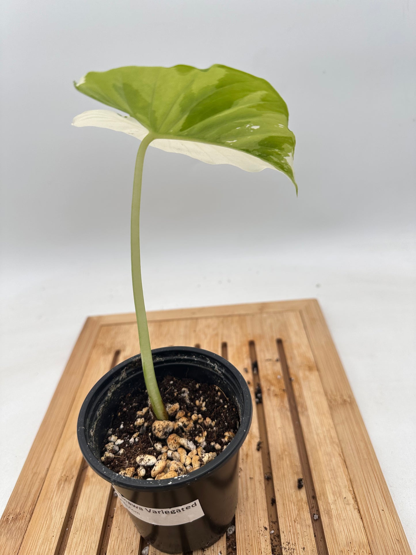 Alocasia Okinawa Silver Variegated