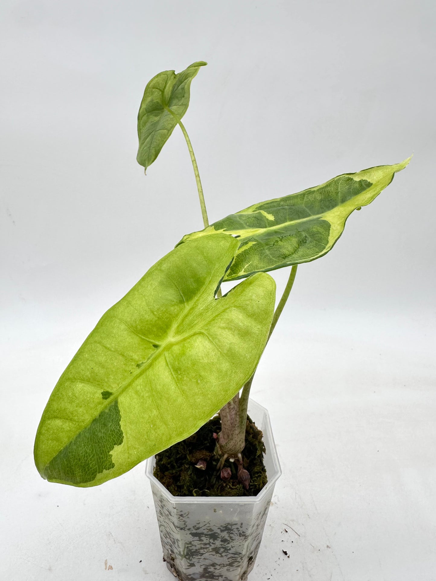 Alocasia Longiloba ‘Lava’ CORM - Rare