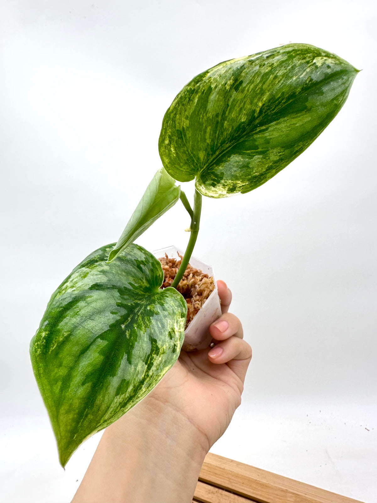 Scindapsus Hologram Variegated