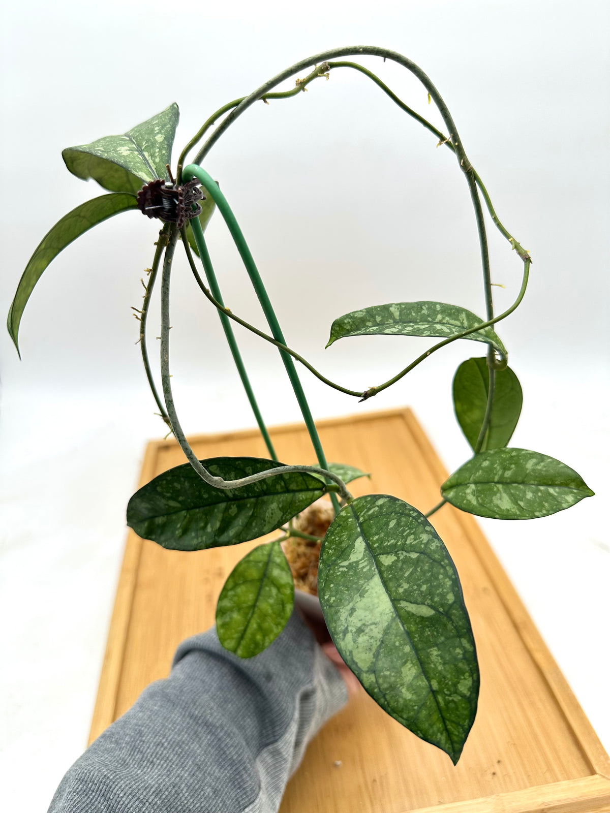 Hoya Crassipetiolata Splash