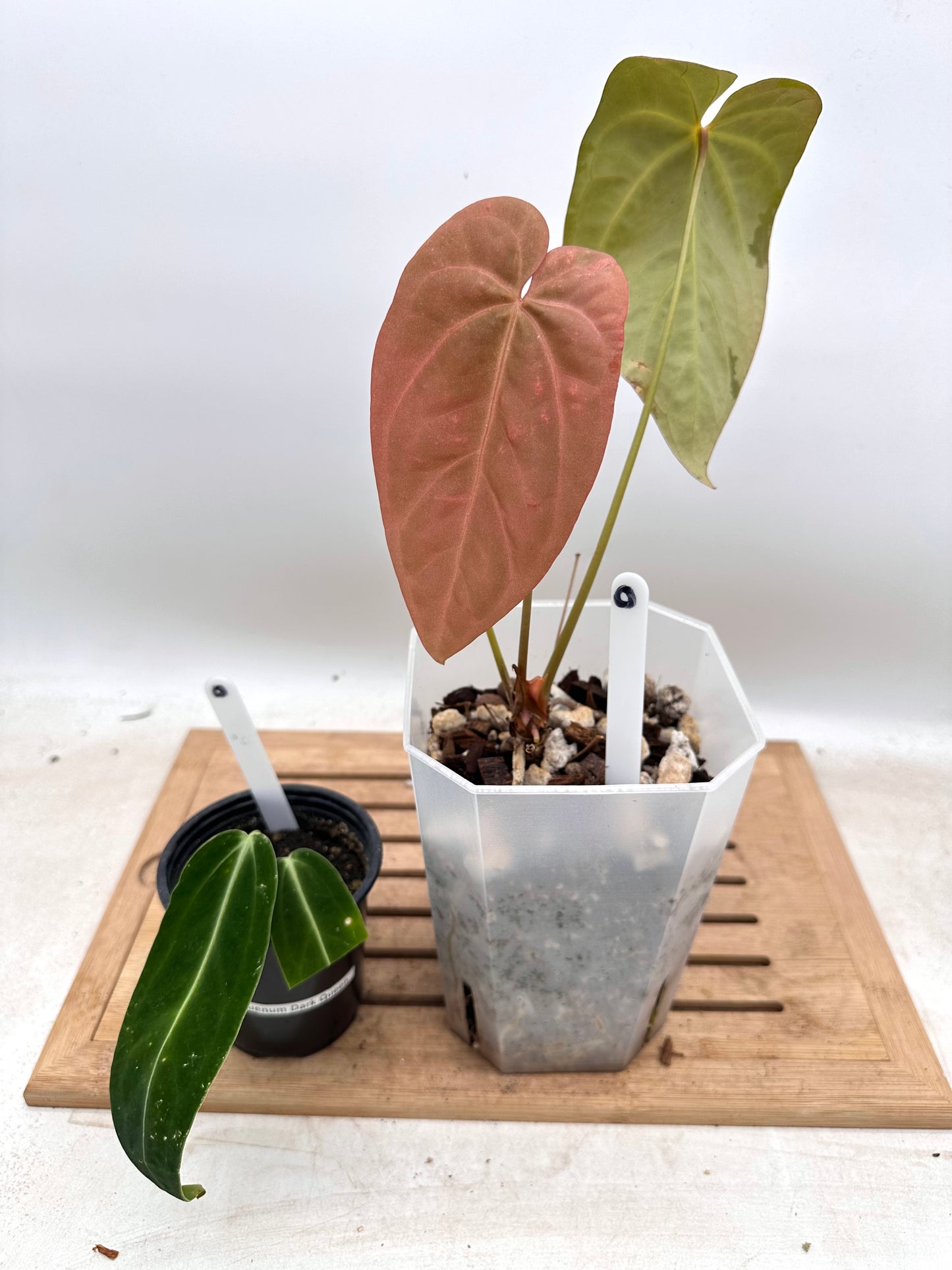 Combo Sale - Anthurium AOS x FS & Warrocquenum Queen