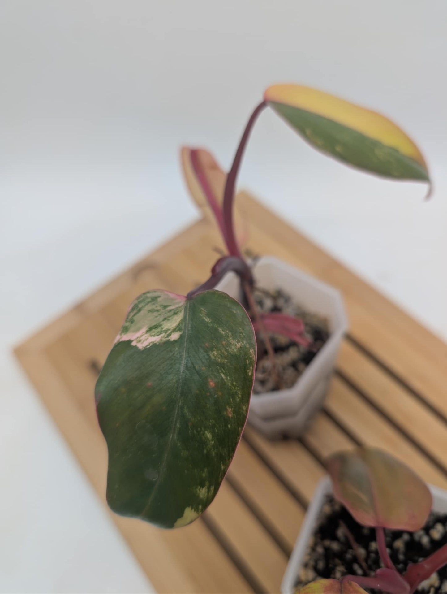 Philodendron Strawberry Shake