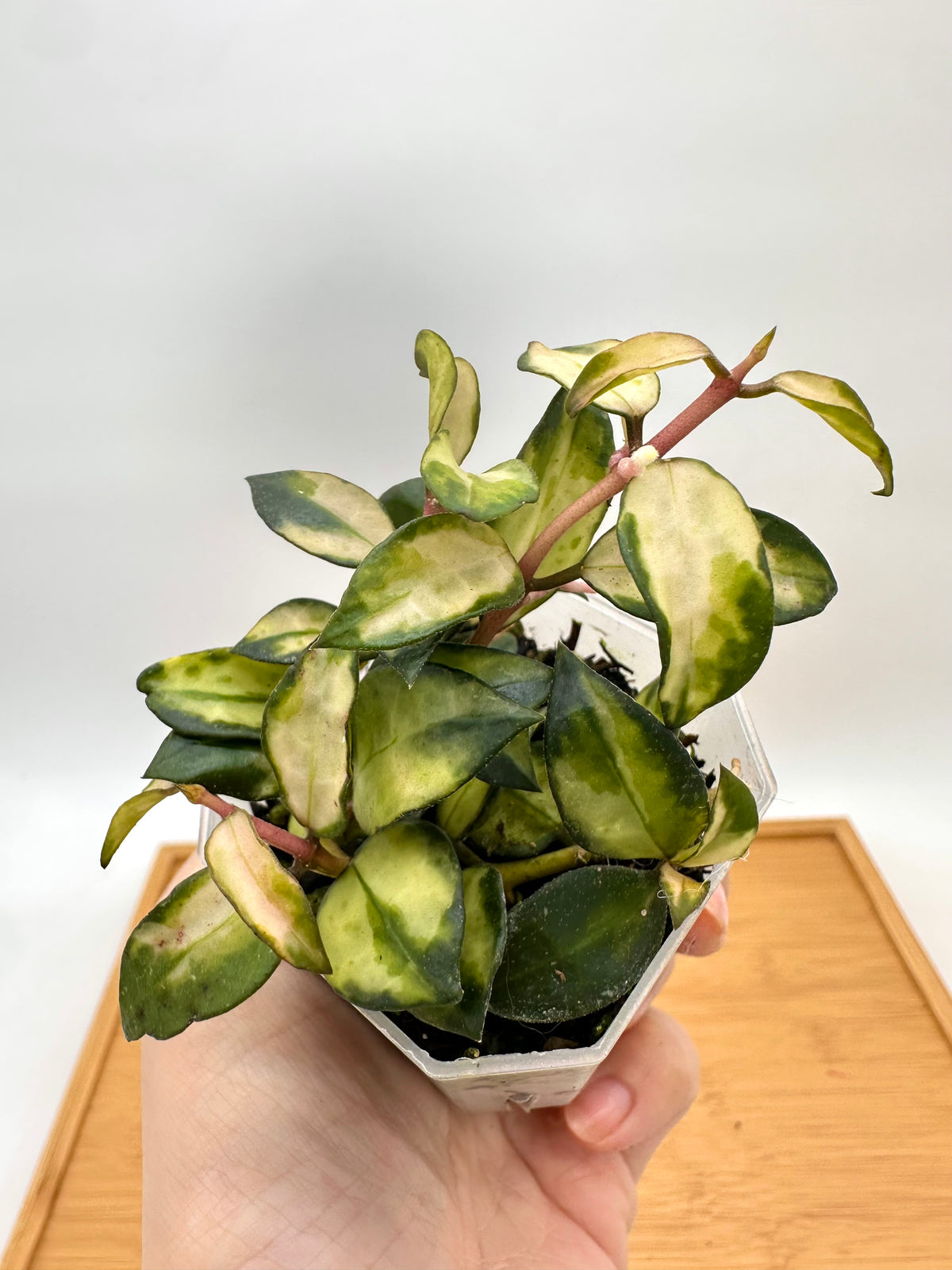 Hoya Lacunosa ‘Bruno Tricolor’ Variegated