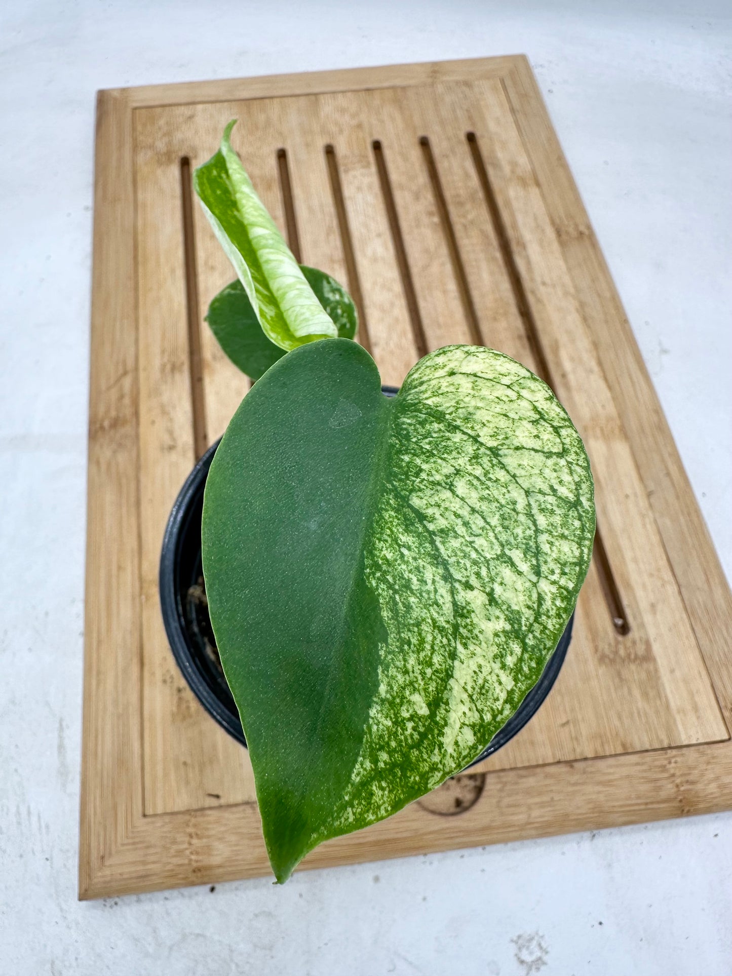 Black Friday Sales - Monstera Mint