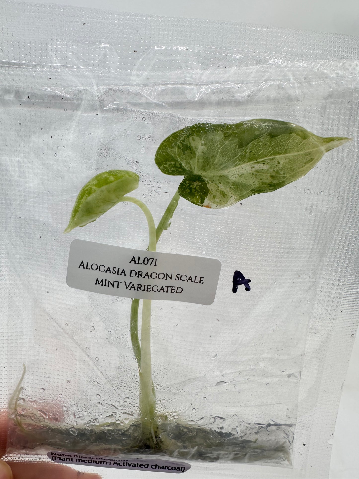 Tissue Culture - Alocasia Dragon Scale Mint Variegated