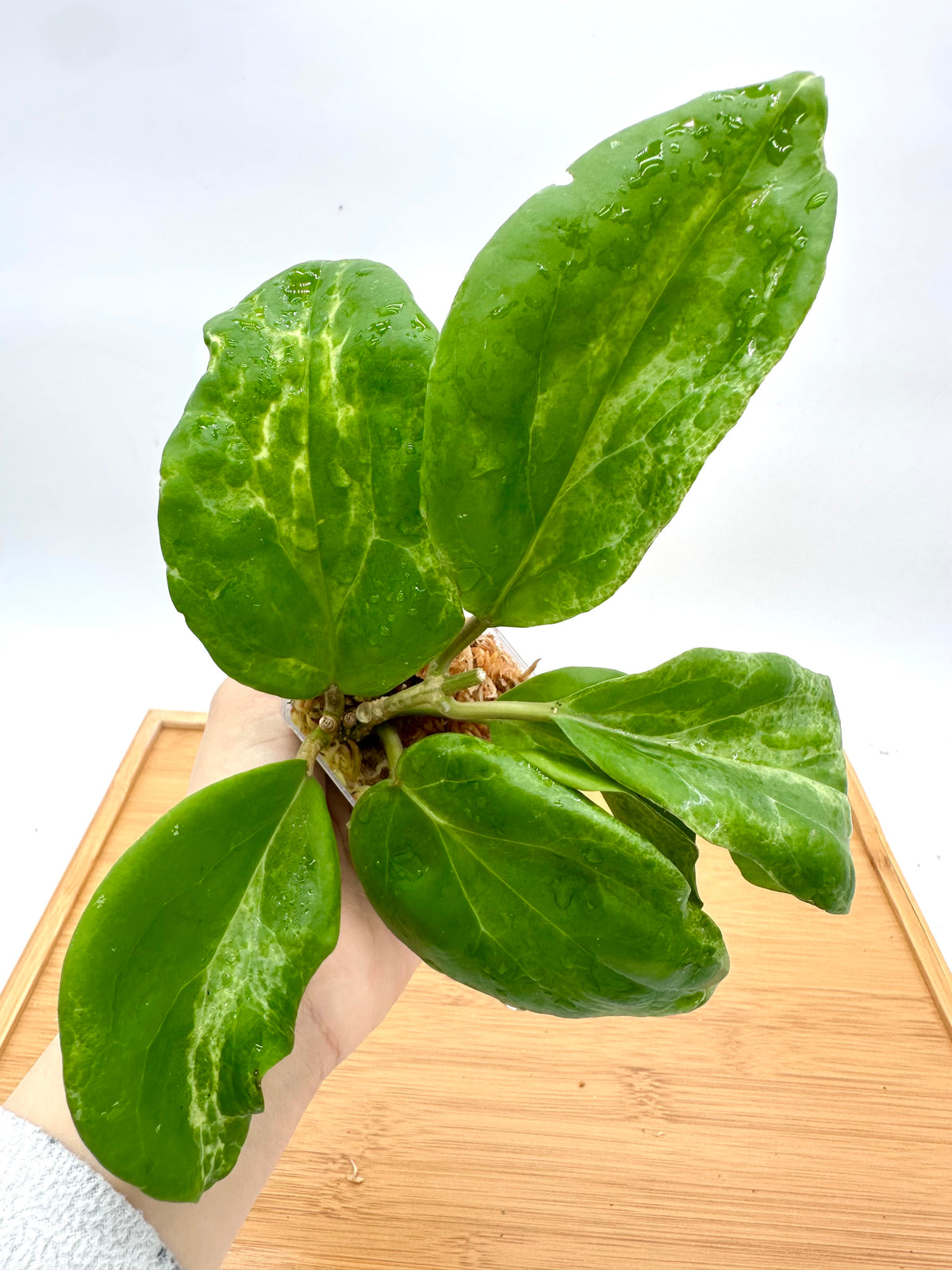 Hoya Cv Candy