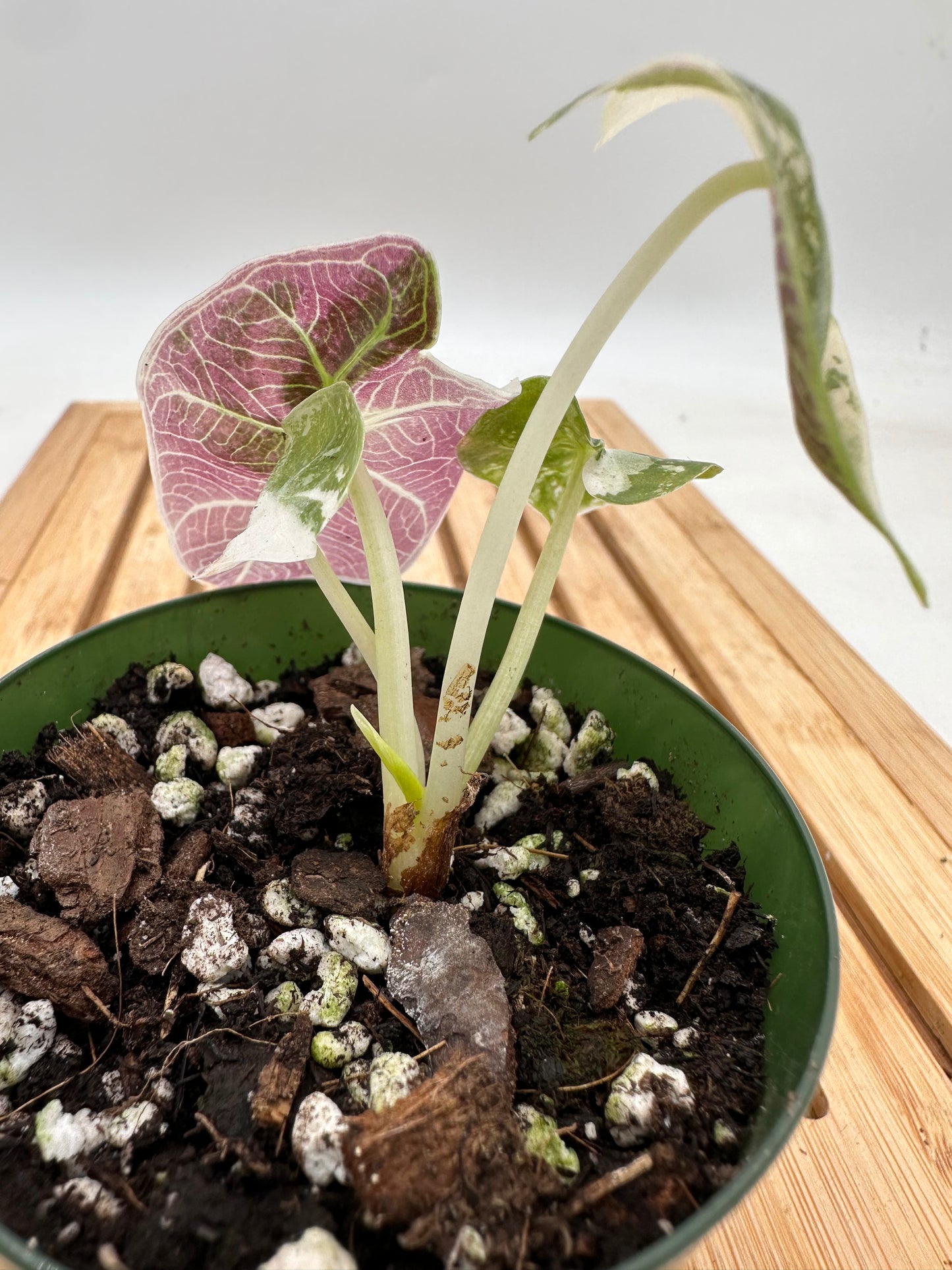 Alocasia Watsoniana Albo Pink Variegated