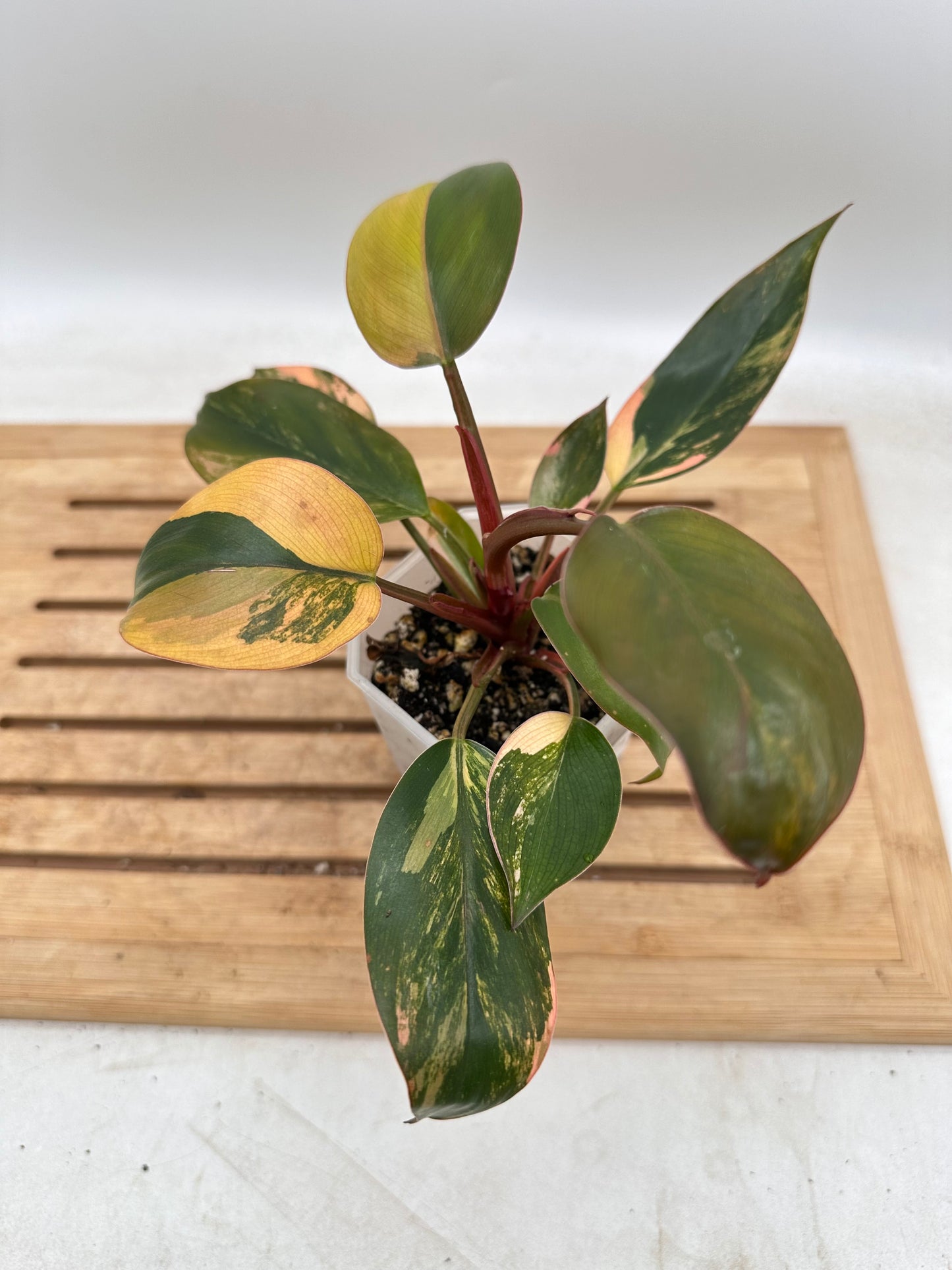 Philodendron Red Congo Variegated - August Sale