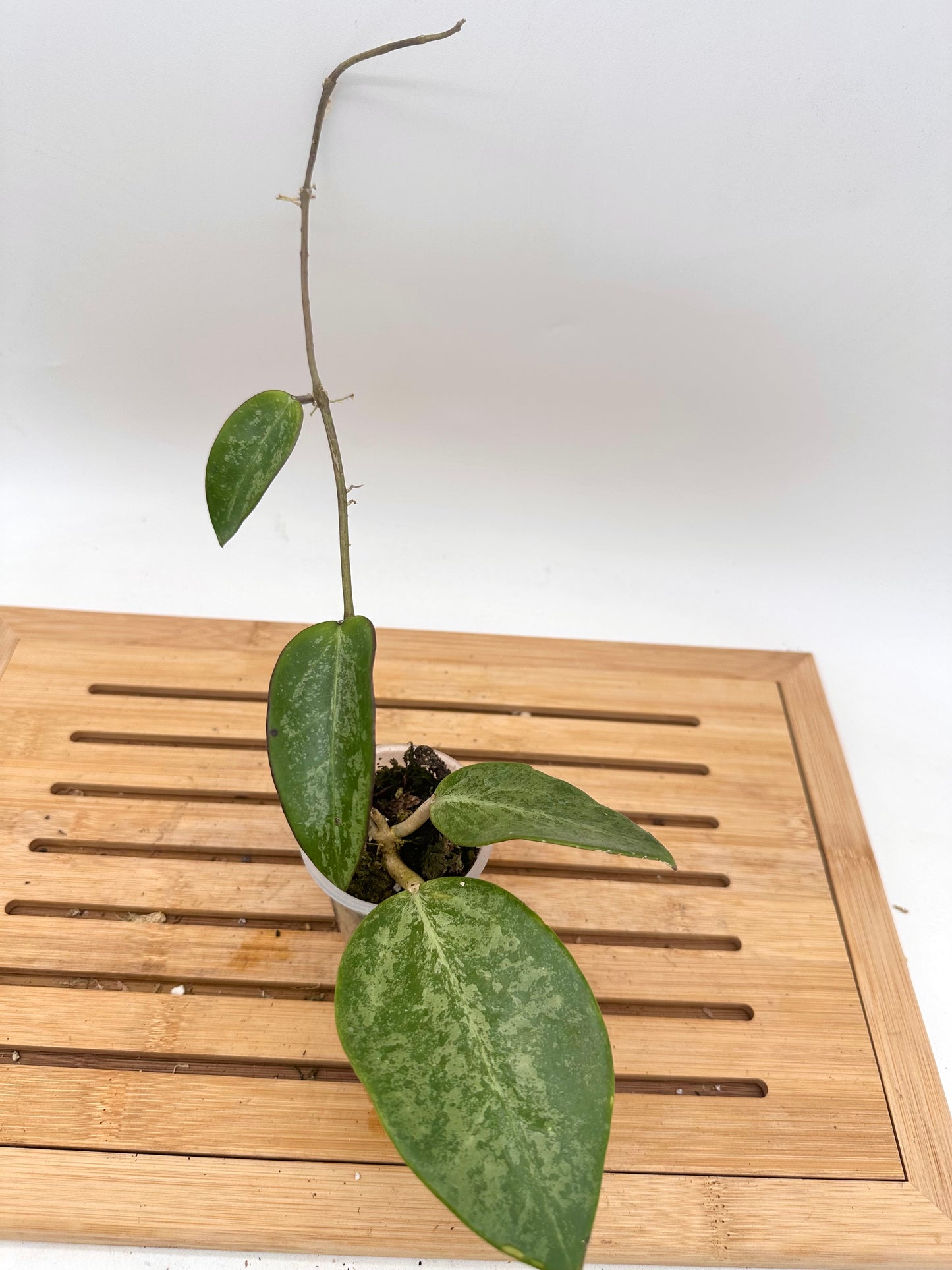 Hoya Rime Splash