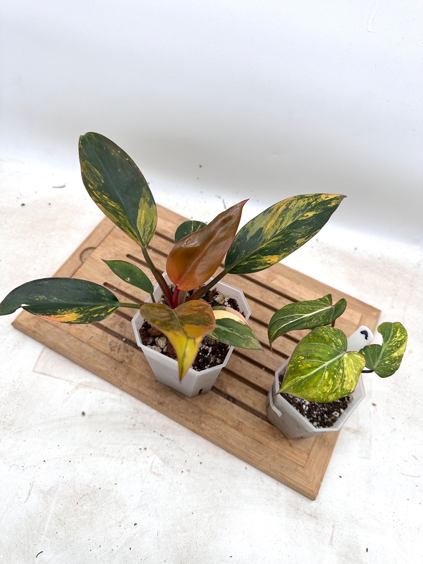 Combo Sale - Philodendron Red Congo Variegated & Gloriosum Variegated