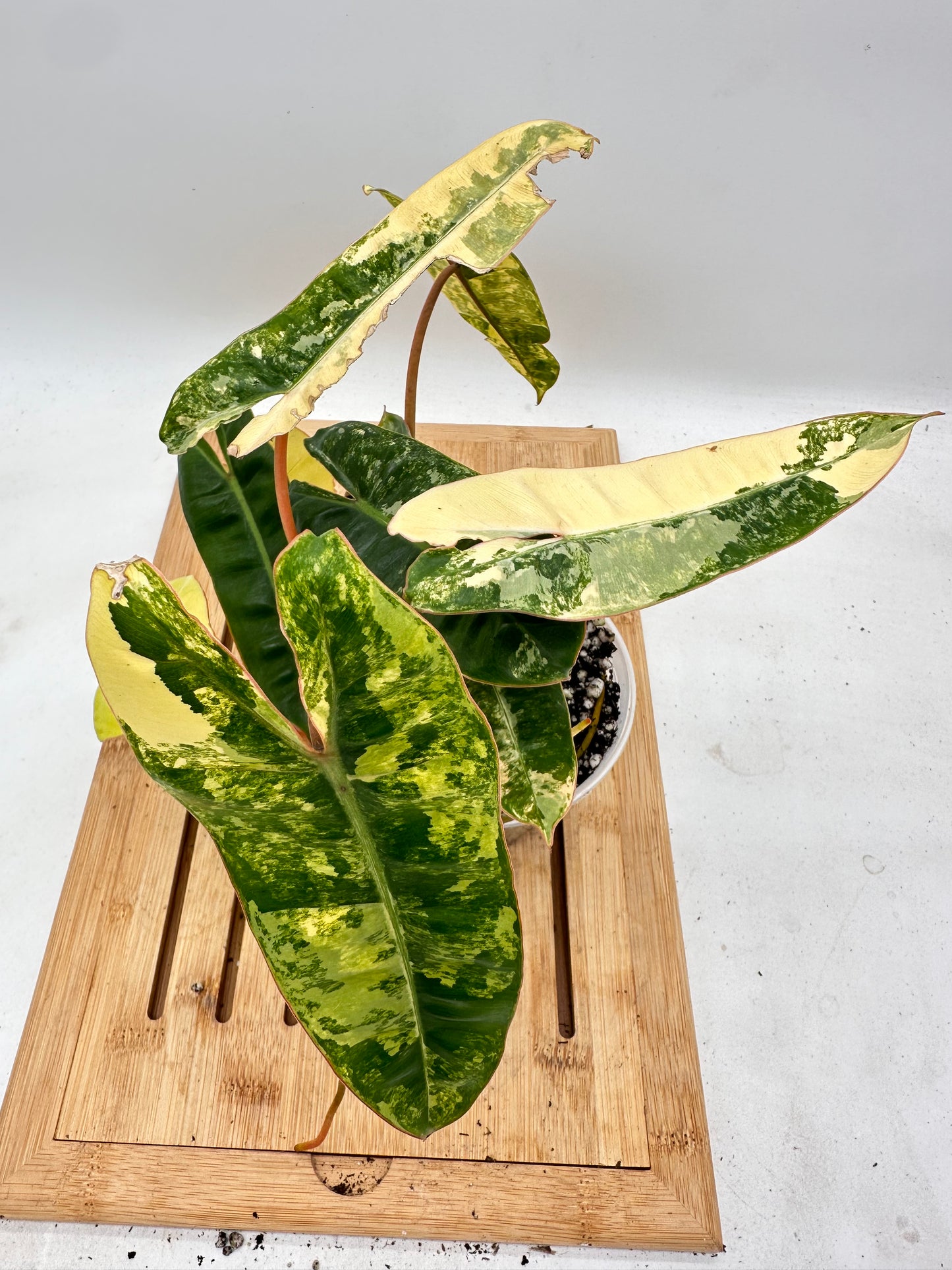 Philodendron Billietiae Variegated (multiple growths)