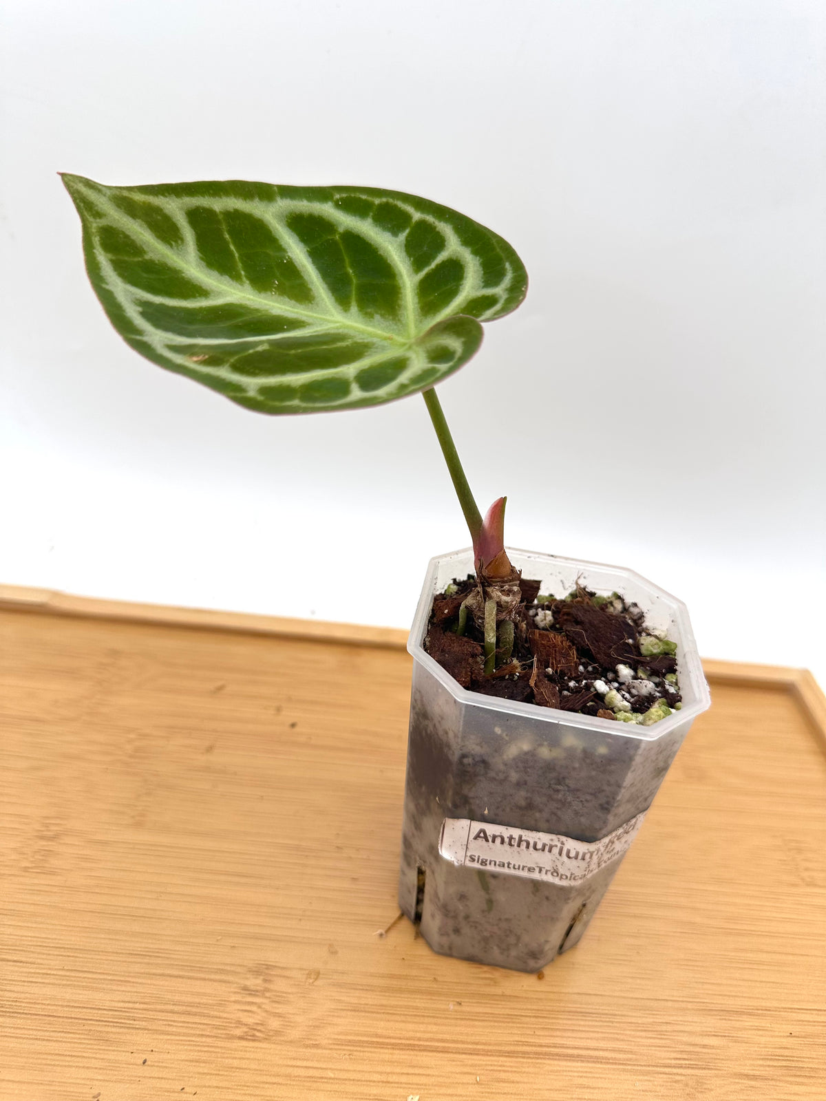Anthurium Red Tiger